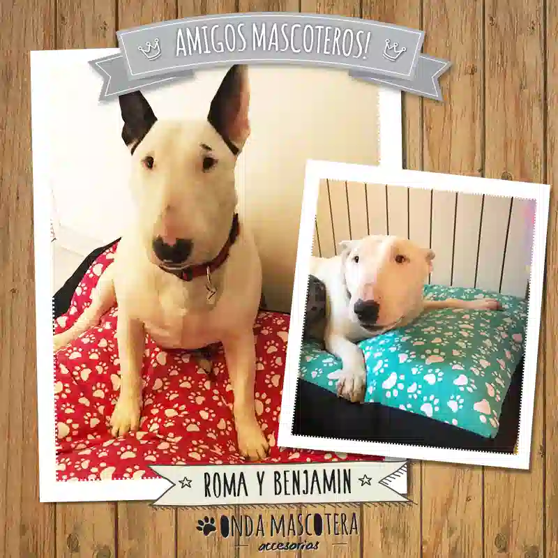almohadon con funda y cierre para bull terrier con patitas impermeable